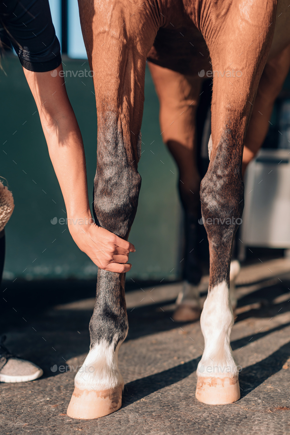 horse care stables jockey's hand preparing the horse paws vertical